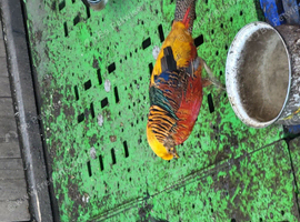 Male Red Golden Pheasant