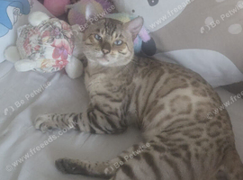 SNOW BENGAL. For STUD