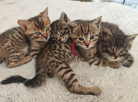 Bengal Mix Kittens Ready To Leave