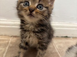 6 week old tabby baby girl for sale