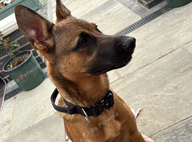 Maple is Looking for her forever home