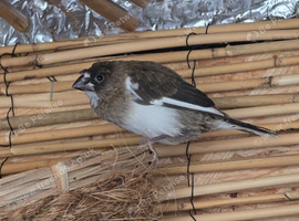 Crested bengalese finches