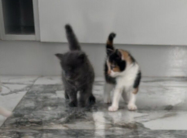 Maine coon cross kittens