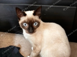 8 month old cat