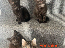 4 beautiful kittens for sale