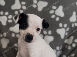 boy Jack Russell puppys