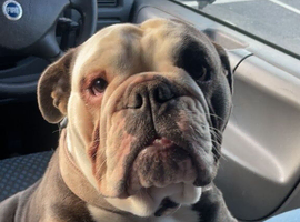 English bull dog female
