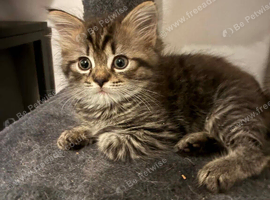 Ragdoll cross