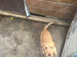 Jack russel cross Irish fox terrier 6 months
