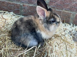 Baby Rabbits