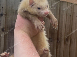 Male ferret for sale Clitheroe collection only