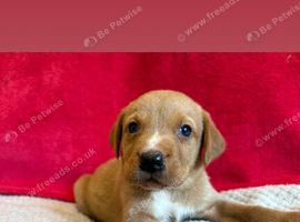 loving puppies for sale