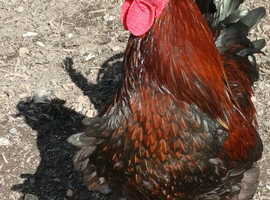 Maran Cockerals