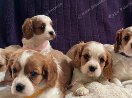 Beautiful cavalier King Charles puppies