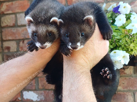 Gorgeous chunky ferret kits for sale