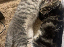 Mals and female cats (brother and sister)