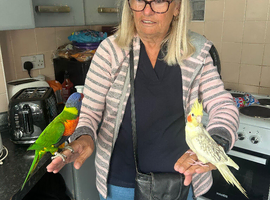 fully tammed and talking rainbow lorakeet