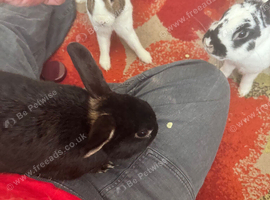 3 male buns