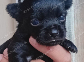Long hair full black chihuahua boy male