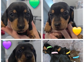Miniature dachshund puppies