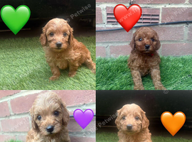 Cockapoo puppies