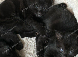 Three beautiful black kittens - ready from 21st November