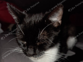 Cat Looking for Loving New Home