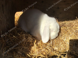 White mini lop