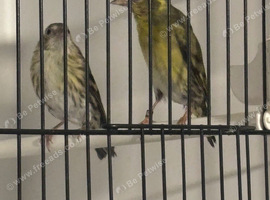 Urasian Siskin pair 2025