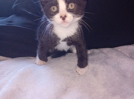Kittens almost ready for their new homes