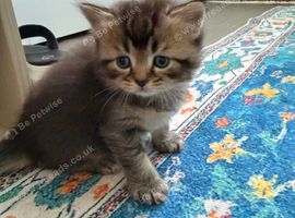 * Beautiful Scottish Straight Kittens for Sale