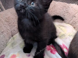 Black male kitten, ready now, LE4