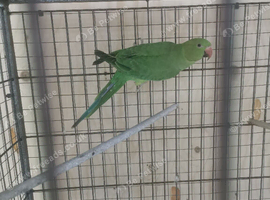 Two green ringneck young