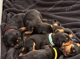 Rottweiler pups for sale