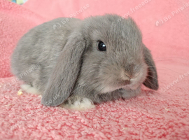 Selection of mini lop babies available