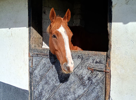 Looking for experience rider to come ride my 17hh boy 3 times a week