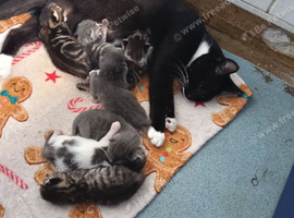 Kittens for sale