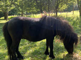 Two Miniature Shetland Colts For Sale
