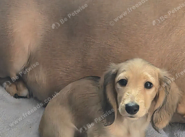 2 female miniature daschund puppies