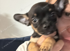 Stunning pups wanting 5 star homes