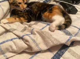 13 week kitten