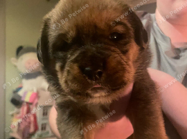 Rottie x bullshih hybrid