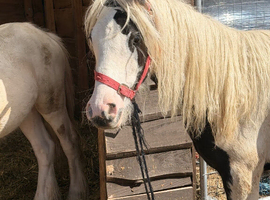 Handsome Piebald Colt