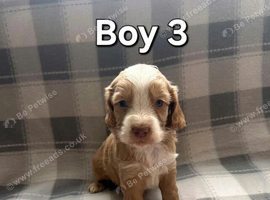 x1 Girl & x4 Boys Available - Cockapoo Puppies