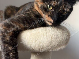 2 year old female cat