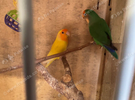 Pairs of love birds