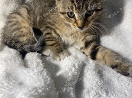 Cute tabby kitten