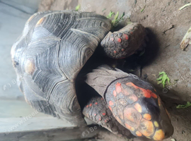 Redfooted tortoise