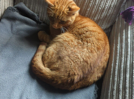 Ginger male cat