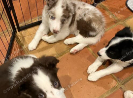Border Collie Puppies ready, 2 Boys & 1 Girl.